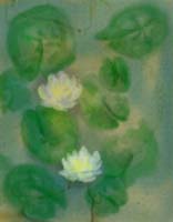 lillypad